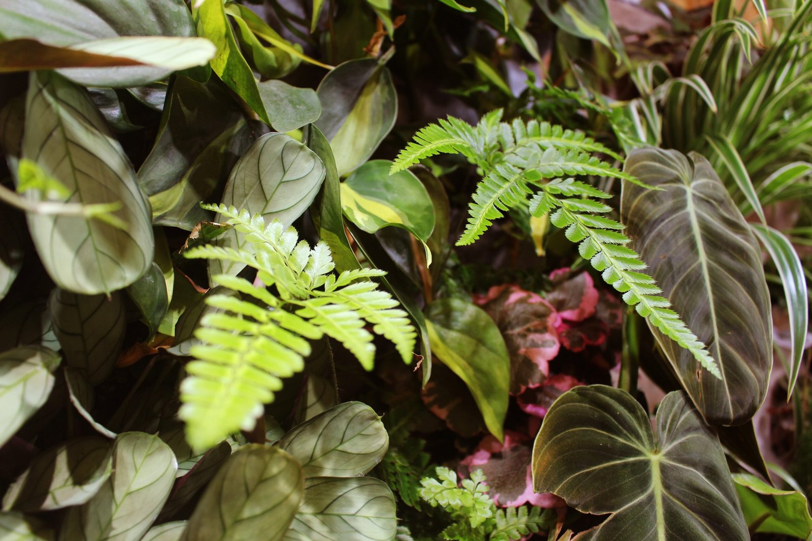 Close-up van varens en bladplanten in een plantenwand