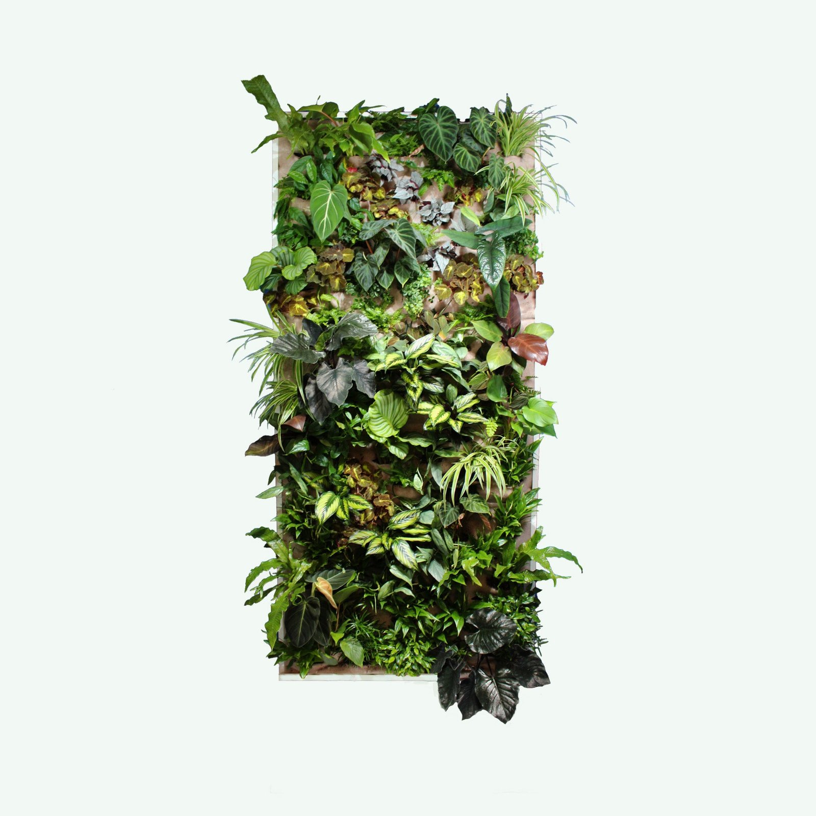Verticale tuin Bali met grote tropische bladeren
