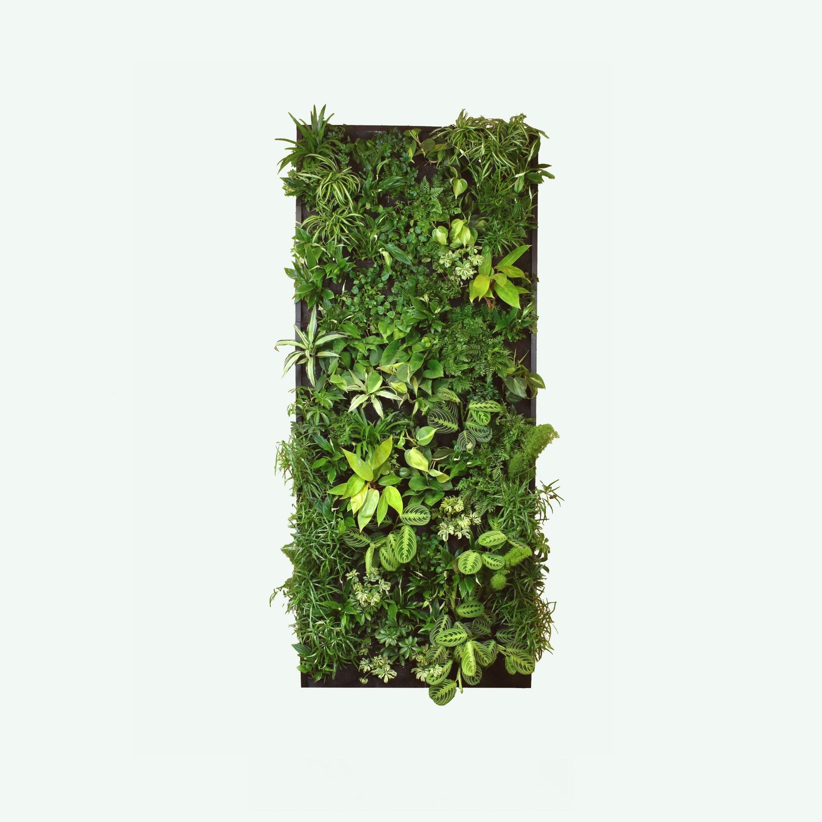 Verticale tuin Maui, makkelijk te verzorgen